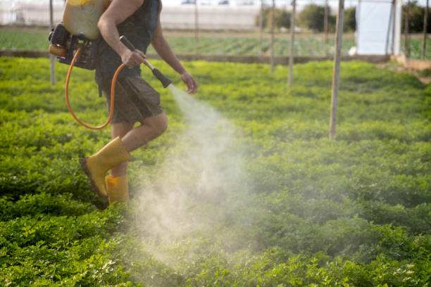 Wasp Removal Services in Munising, MI